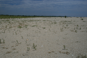 Sandy Beaches